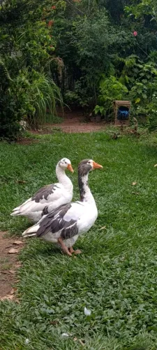Ovo galado de ganso doméstico