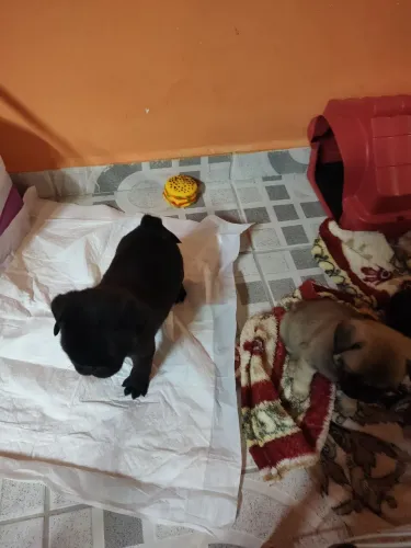 Pug troca