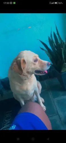 Cachorro