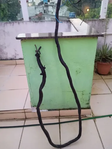 vendo