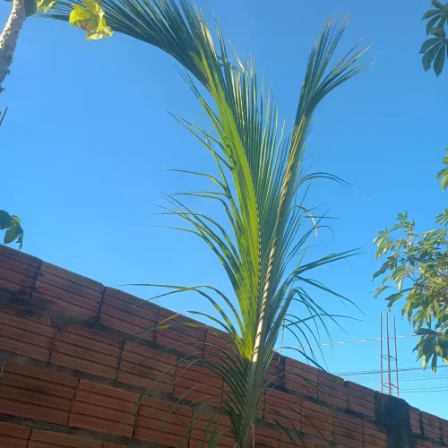 Vendo pe de coco anão
