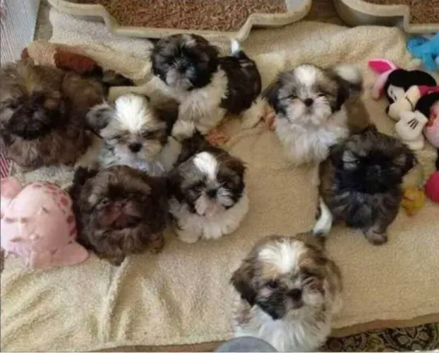 Filhote de shih tzu doação *)