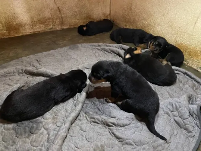 Filhotes de rottweiler disponíveis