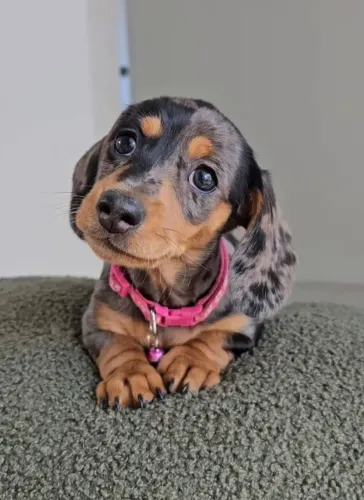 lindos basset com garantia e procedência daschund