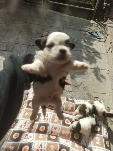 Lindos filhotes de Shitzu