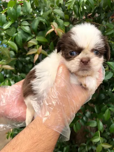 Shih Tzu - Fofo, calmo e apaixonante !!