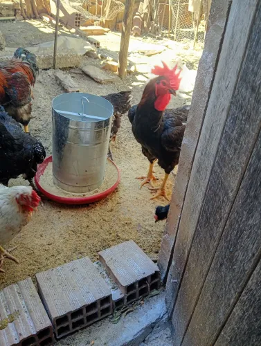 Vendo ovos fretes de galinha balão sertaneja