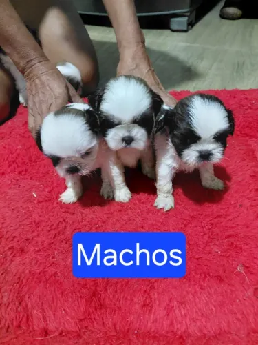 Filhotes de Shih Tzu de Linhagem Selecionada - A pronta entrega Estado Rj 12x no cartão 