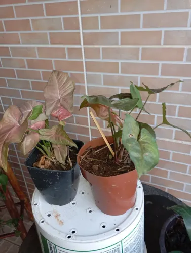 Plantas e sementes