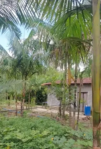 Vende-se Sítio em São Francisco do Pará BARBADA