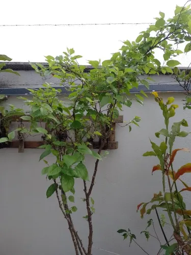Planta frutífera