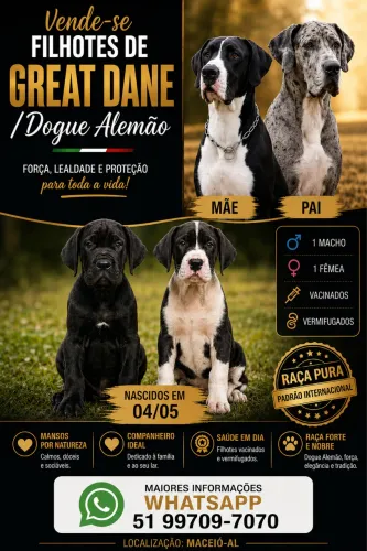 Dogue Alemão O Gigante Gentil - Filhotes de excelente qualidade