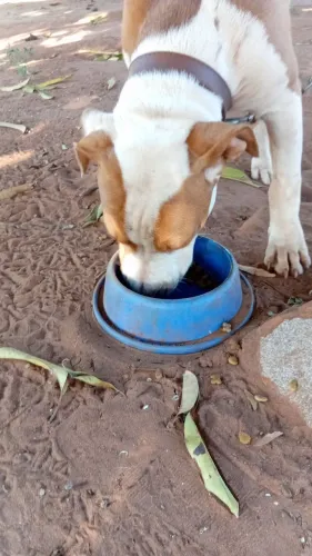 Vende-se cachorro pitbull 5 meses  sao dois irmãos 