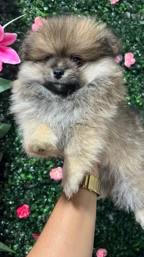 Cachorro spitz alemão 