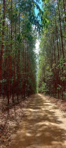 Fazenda arrendar pra plantar Eucalipto 6 mil hec em Parecis MT.