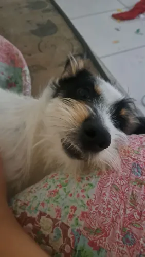 Doguinho porte medio