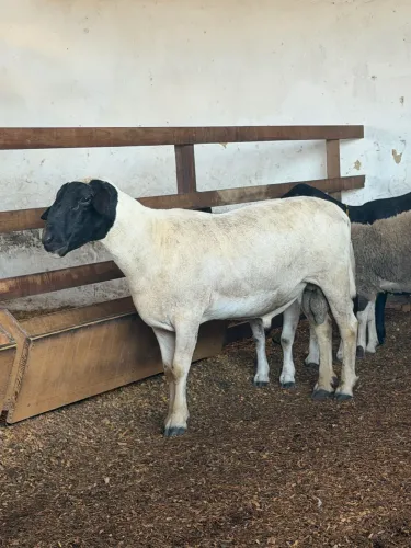 Carneiro reprodutor dorper