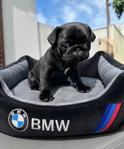 Filhote Pug Black