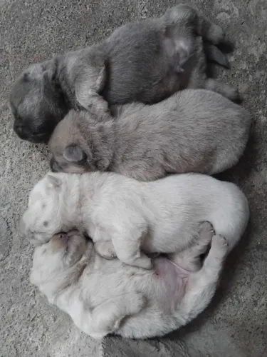 Cachorro chow chow de 1 mês 
