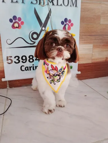 Fêmea Shih Tzu 1 ano com carteirinha não castrada.
