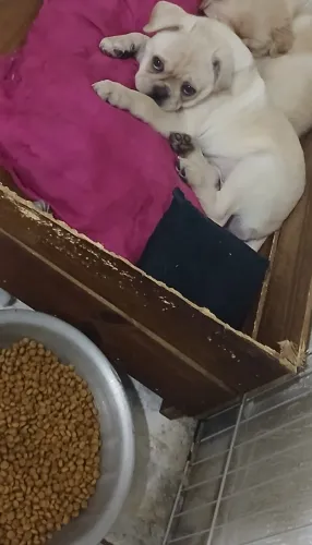 Filhote de pug branco (Macho)