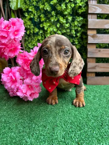 BassetDachshund (Miniatura)
