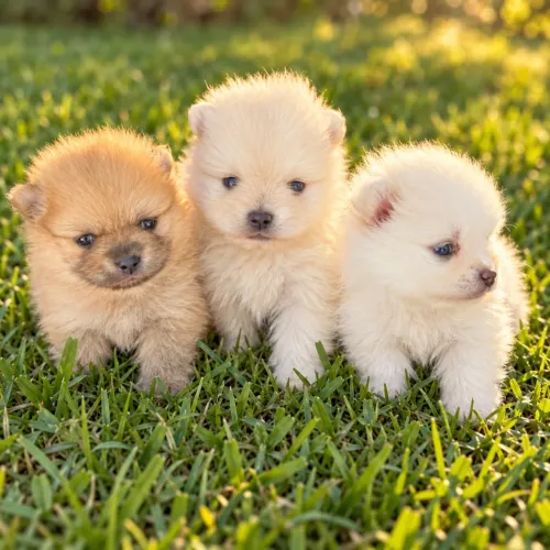 Lulu da pomerania femea mini 16x no cartão