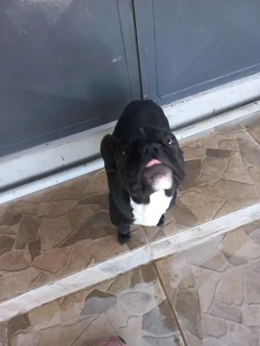 Bulldog francês 