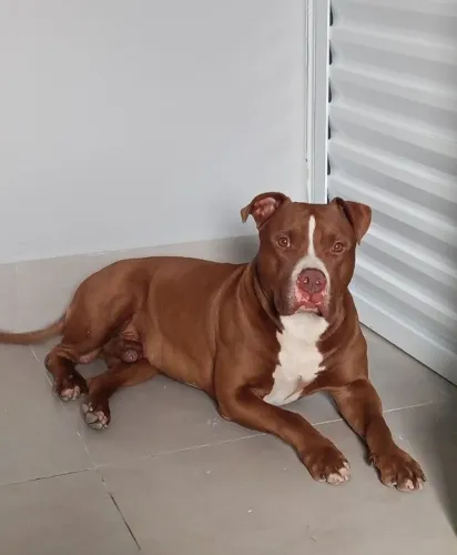 Doa-se Pitbull macho super dócil