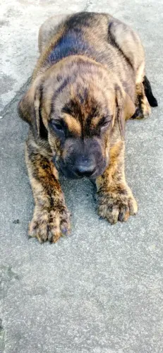 Filhote de fila brasileiro é disponível *05 entre em contato no zap e faça sua