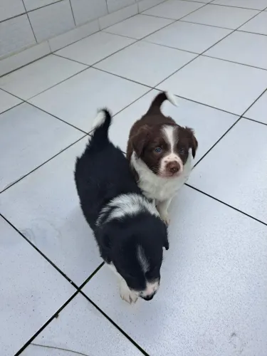 Vende Border collie