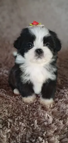 Lhasa apso referência  única na criação da raça 