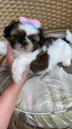 Lhasa Apso Filhotes de mais alto padrão da raça