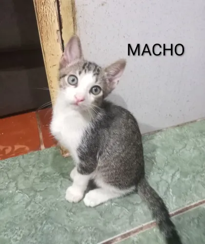 ADOÇÃO RESPONSÁVEL GATO