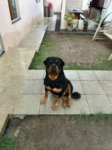 Doa - se este lindo Rottweiler macho