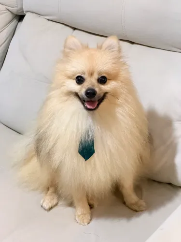 Spitz Alemão Adulto