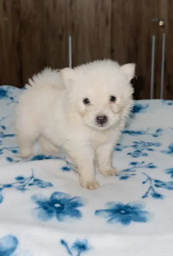 Filhote Chow-chow