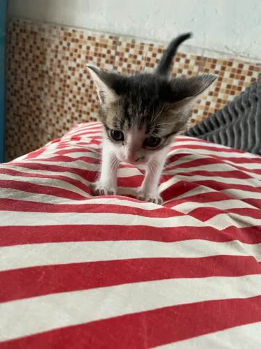 Gato