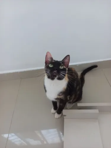 Gatinha Castrada para Doação.