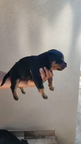 Rottweiler