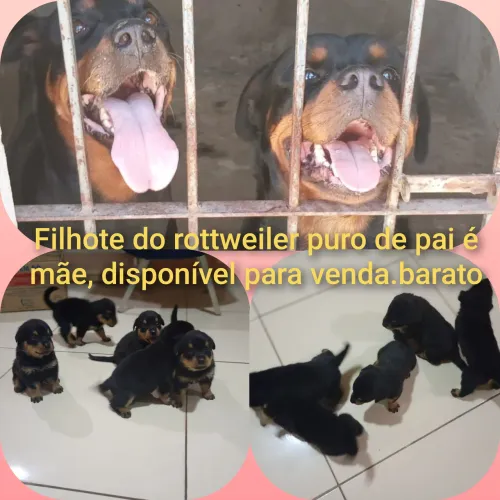 Filhote de rottweiler disponível para venda 