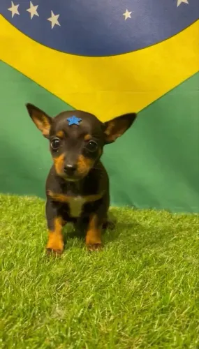 Vendo filhote de Pinsher