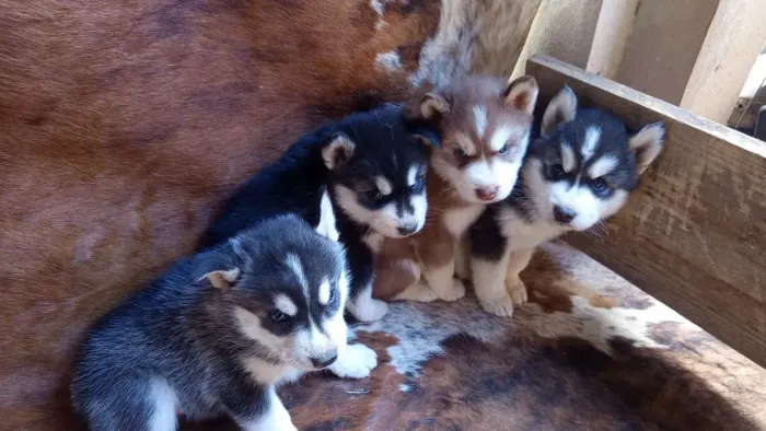 Husky siberiano Disponível para quem quer mais alegria dentro de casa