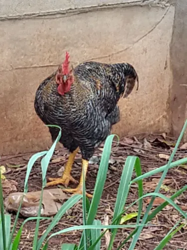 Galo carijo Pedrês