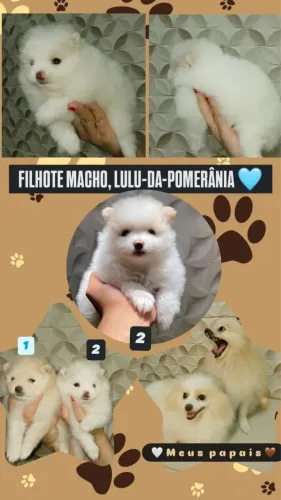Filhotes de Lulu da Palmeira e Spitz alemão