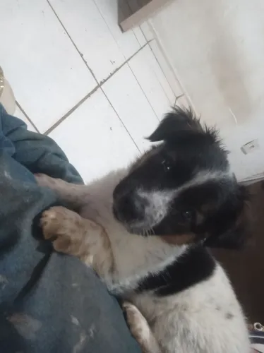 Doa se cachorrinha porte pequeno..linda