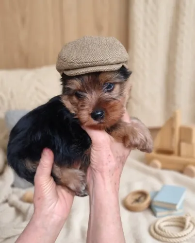 Yorkshire Terrier Macho Porte Pequeno