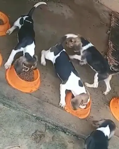 Beagle tricolor filhotes muito ativos 
