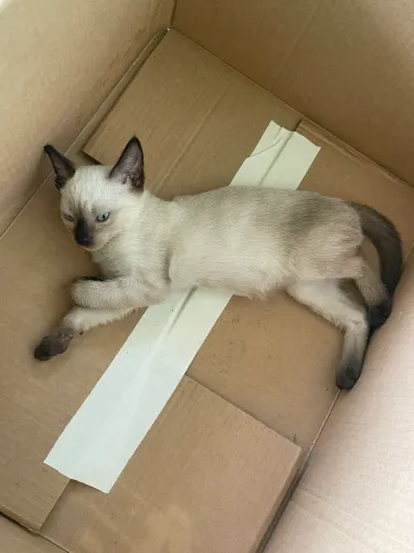 Adoção responsável de gatinhos