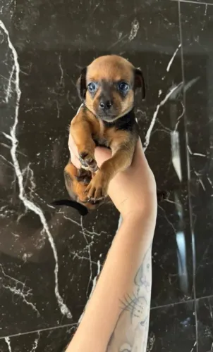 Filhote de cachorro pinscher